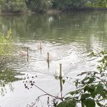 Photo of a swan with 3 cygnets swimming along a lake