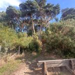 Photo of a wooden bench at the base of a natural path leading up to a patch of pine woodland on a hill