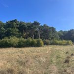 Photo of an open grassland with mown path and shrubs and mature trees in the background
