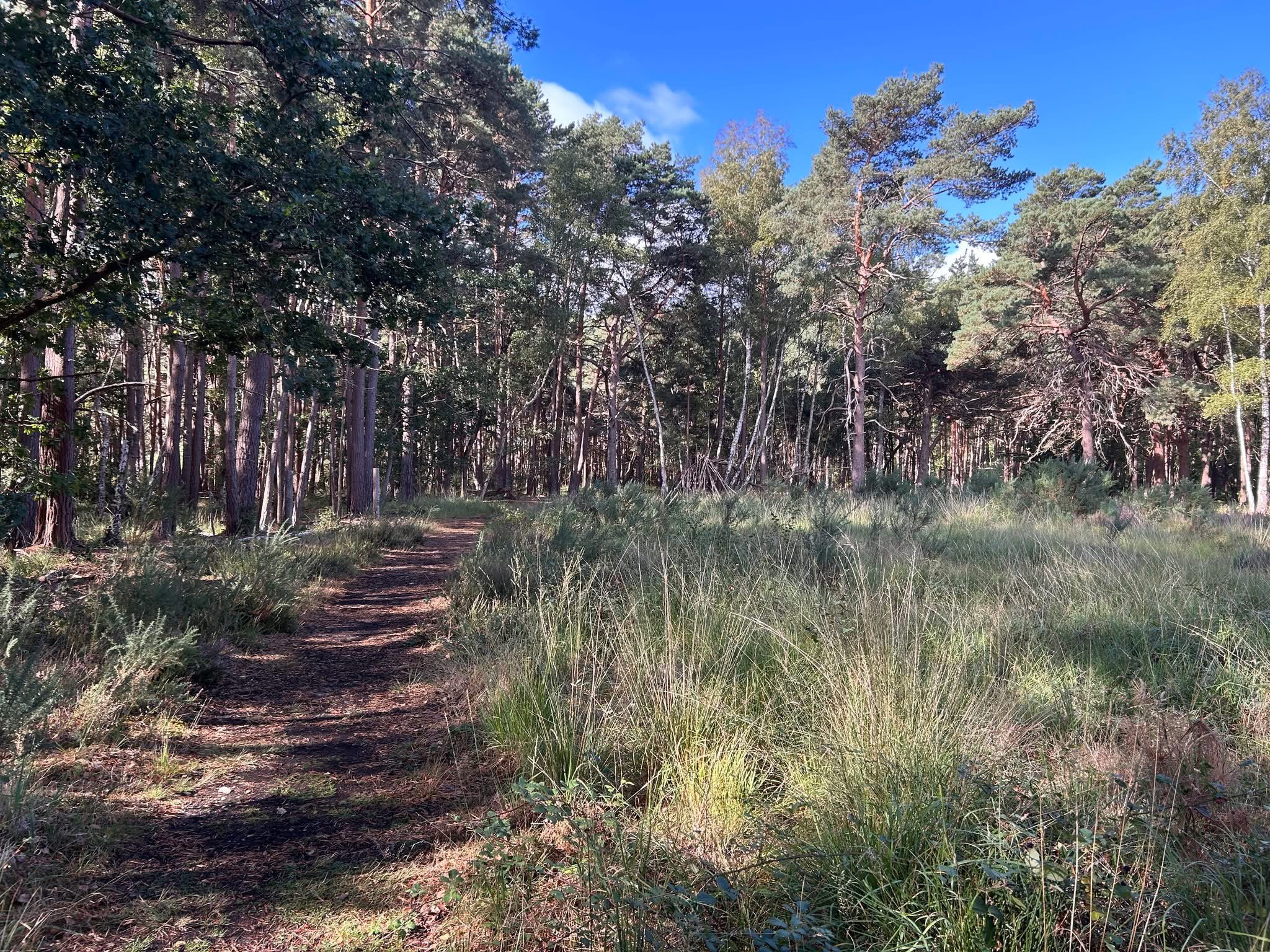Photo of a rustic path passing through scruffy grassland boundaried by mature broadleaved trees